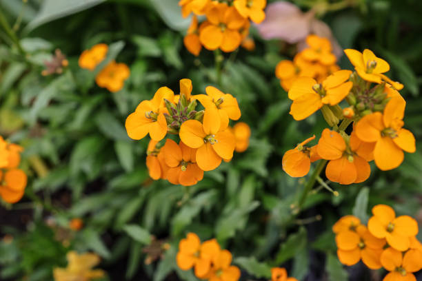 Orange Cheiranthus Flower Seeds – Heirloom, Non-GMO, High Germination Seeds