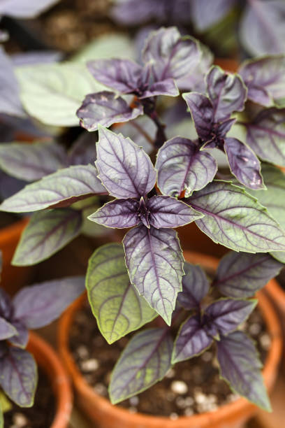 Basil Seed Mix for Planting – Heirloom Non-GMO High Germination Organic Garden Seeds