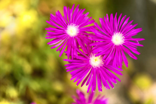 Pink Mesembryanthemum Flower Seeds – Heirloom, Non-GMO, High Germination Seeds