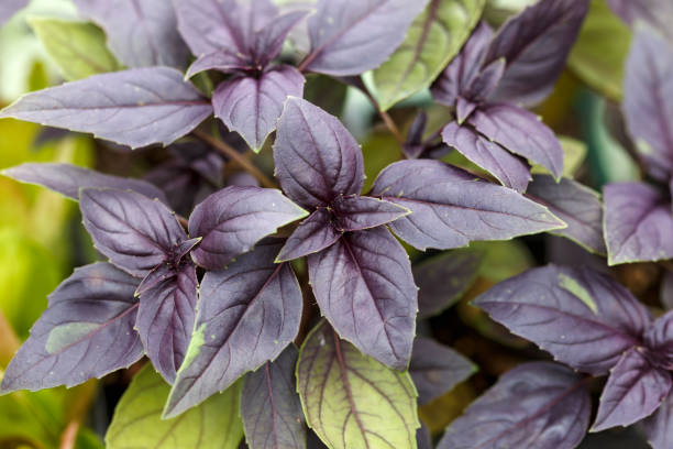 Basil Seed Mix for Planting – Heirloom Non-GMO High Germination Organic Garden Seeds