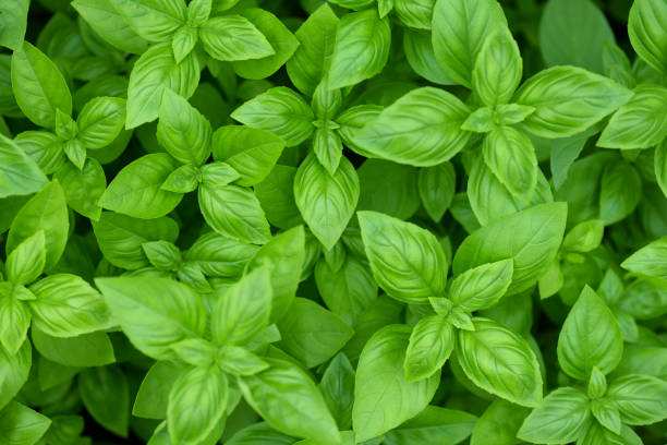 Italian Large Leaf Basil Seeds – Heirloom, Non-GMO, High Germination Seeds for Herb Gardens