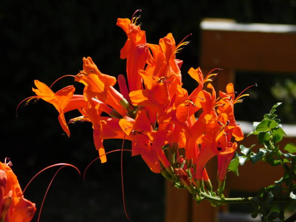 Orange Tecoma Capensis Flower Seeds – Heirloom, Non-GMO, High Germination Seeds