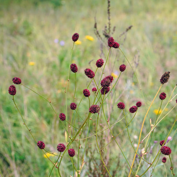 Red Burnet Sanguisorba Herb Seeds for Planting – Heirloom Non-GMO High Germination Organic Garden Seeds