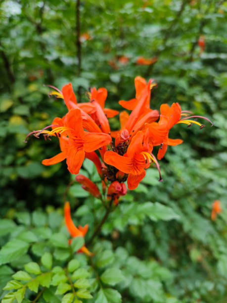 Orange Tecoma Capensis Flower Seeds – Heirloom, Non-GMO, High Germination Seeds