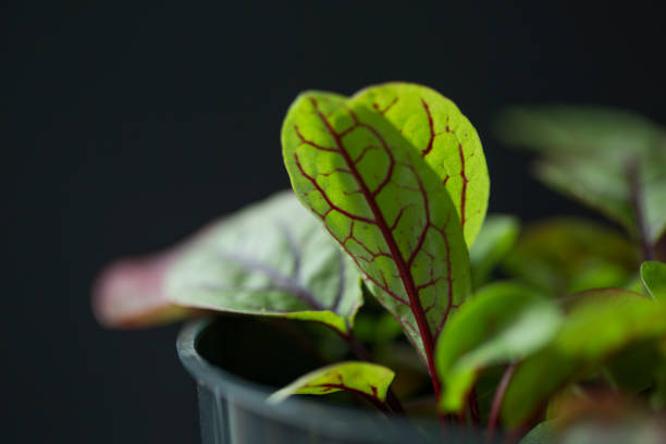 French Sorrel Herb Seeds – Heirloom Non-GMO High Germination Seeds for Planting