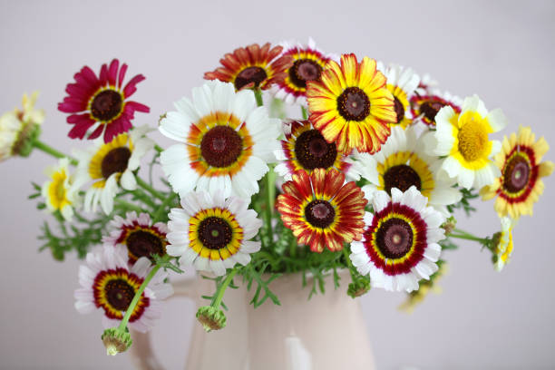 Mixed Venidium Fastuosum Flower Seeds – Heirloom, Non-GMO, High Germination Seeds