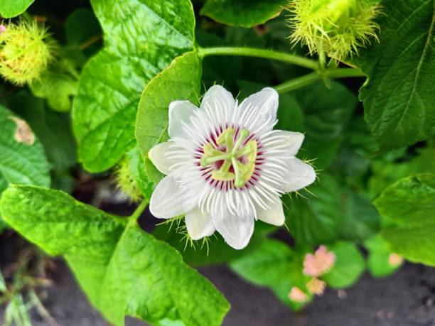 White Passiflora Flower Seeds – Heirloom, Non-GMO, High Germination Seeds