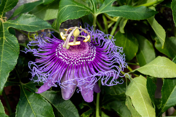 Semillas Orgánicas de Maracuyá Morada – Herencia, No-GMO, Alta Germinación Semillas de Jardín Orgánicas