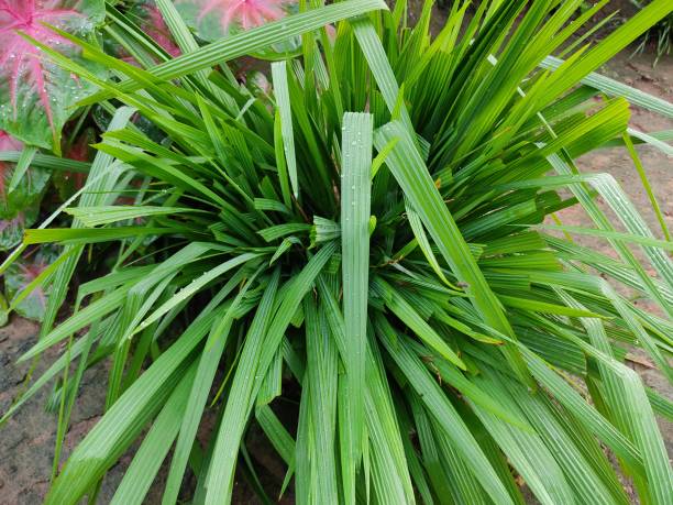 Lemongrass Seeds for Herb Gardens – Heirloom, Non-GMO, High Germination Seeds for Fresh Flavorful Growth