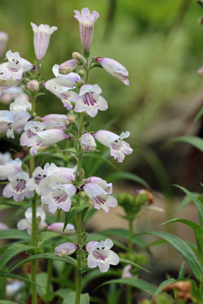 Penstemon Flower Seeds White – Heirloom, Non-GMO, High Germination Seeds