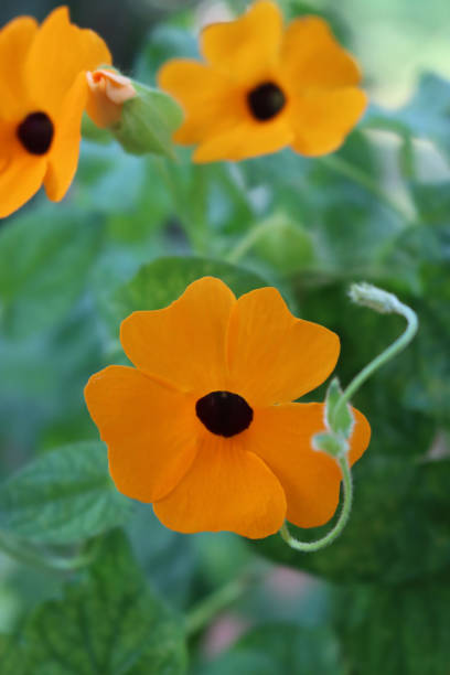 Orange Thunbergia Flower Seeds – Heirloom, Non-GMO, High Germination Seeds