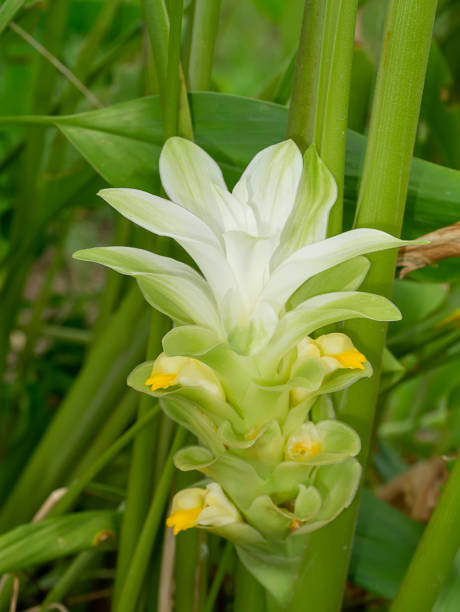 Green Curcuma Flower Seeds – Heirloom Non-GMO High Germination Seeds