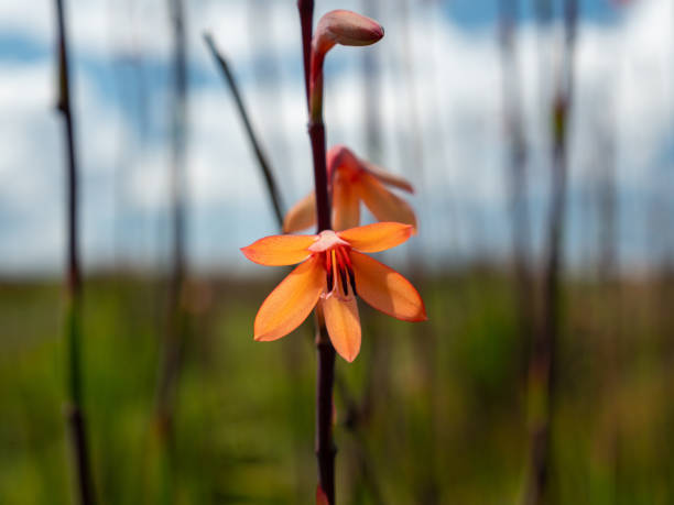 Orange Watsonia Flower Seeds – Heirloom, Non-GMO, High Germination Seeds