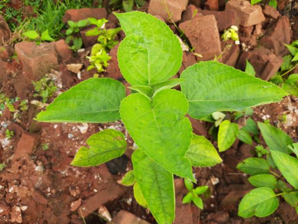 Nirgundi Plant Seeds for Planting – Heirloom Non-GMO High Germination Organic Garden Seeds