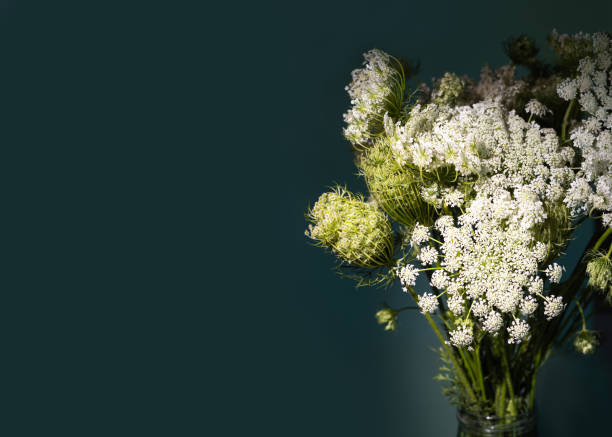 Mixed Ammi Majus Flower Seeds – Heirloom, Non-GMO, High Germination Seeds