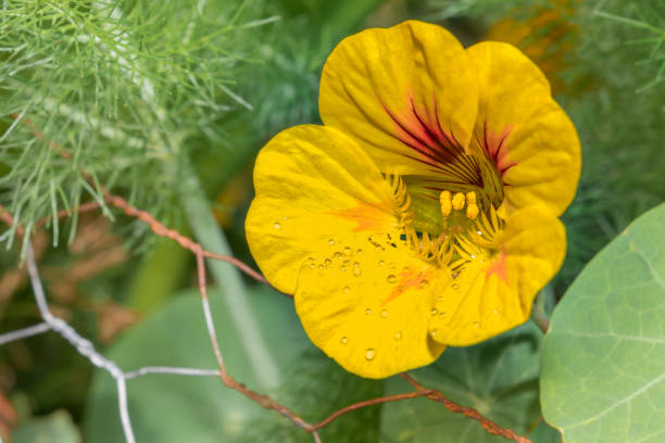 Yellow Nasturtium Flower Seeds – Heirloom, Non-GMO, High Germination Seeds