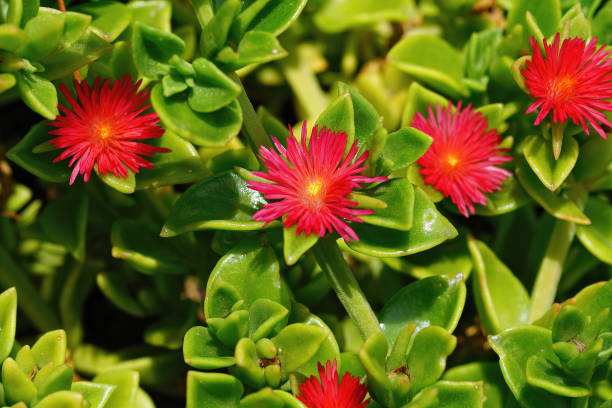 Aptenia Flower Seeds for Planting – Heirloom Non-GMO High Germination Organic Garden Seeds