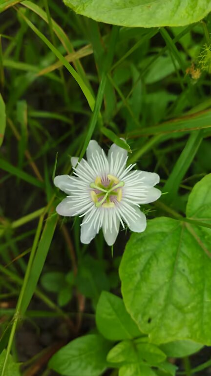 White Passiflora Aurantia Flower Seeds – Heirloom, Non-GMO, High Germination Seeds