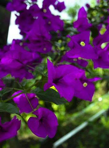 Purple Bougainvillea Flower Seeds – Heirloom, Non-GMO, High Germination, Organic Garden Seeds