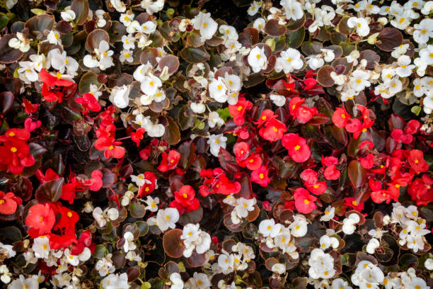 Mixed Begonia Flower Seeds – Heirloom, Non-GMO, High Germination Seeds