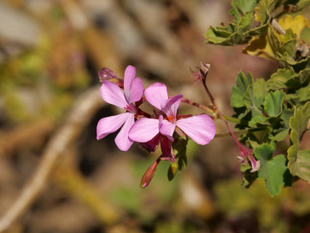 Pelargonium Sidoides Flower Seeds Pink – Heirloom, Non-GMO, High Germination Seeds