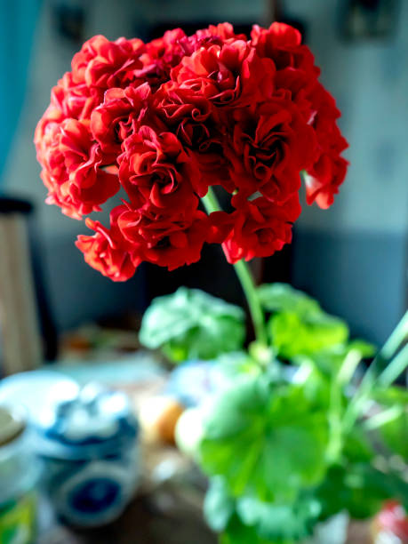 Maroon Geranium Pelargonium Flower Seeds – Heirloom, Non-GMO Seeds