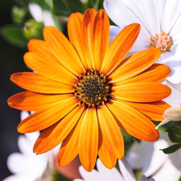 Orange Osteospermum Flower Seeds – Heirloom, Non-GMO, High Germination Seeds