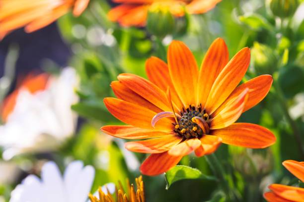 Semillas de Flores Osteospermum Naranja – Cimarrón, No Transgénico, Semillas de Jardín Orgánicas de Alta Germinación para Sembrar