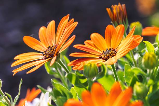Osteospermum Flower Seeds Orange – Heirloom, Non-GMO, High Germination Seeds