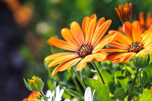 Osteospermum Flower Seeds Orange – Heirloom, Non-GMO, High Germination Seeds