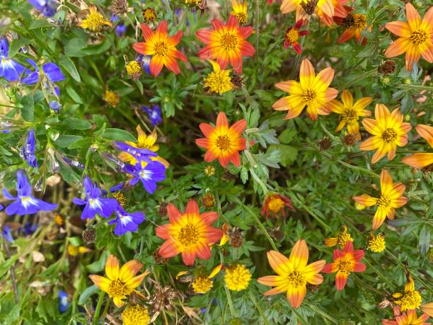 Mixed Bidens Flower Seeds – Heirloom, Non-GMO, High Germination Seeds
