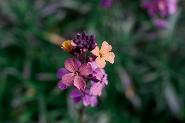 Mixed Erysimum Flower Seeds – Heirloom, Non-GMO, High Germination Seeds