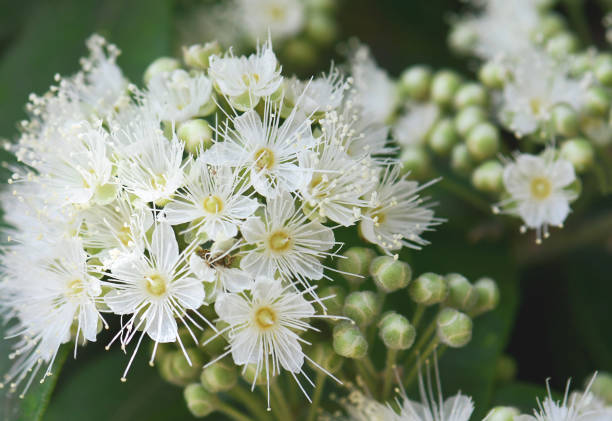 White Lemon Myrtle Flower Seeds – Heirloom, Non-GMO, High Germination Seeds