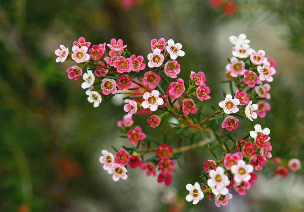 Mixed Chamelaucium Flower Seeds – Heirloom, Non-GMO, High Germination Seeds