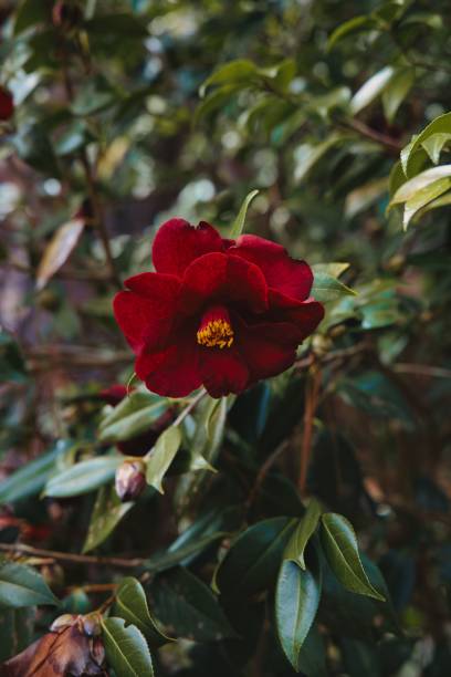 Perennial Camellia Flower Seeds Maroon – Heirloom, Non-GMO, High Germination Seeds