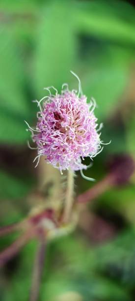 Hellrosa Sanguisorba Blumensamen – Alte Sorte gentechnikfrei hohe Keimfähigkeit Bio-Gartensamen