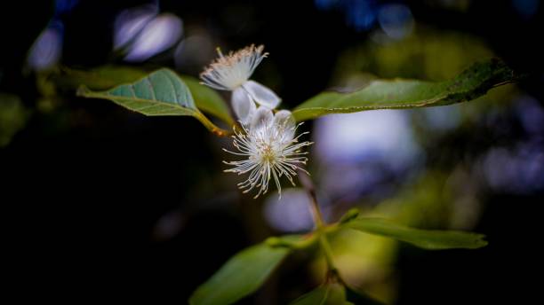 Myrtle Flower Seeds White – Heirloom, Non-GMO, High Germination Seeds