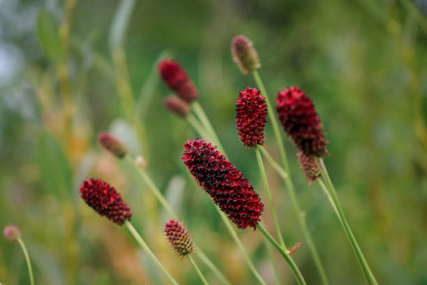 Red Burnet Sanguisorba Herb Seeds for Planting – Heirloom Non-GMO High Germination Organic Garden Seeds