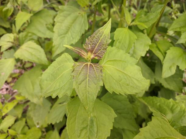 Brown Nirgundi Plant Seeds for Planting – Heirloom &amp; Non-GMO Organic Seeds for Growing