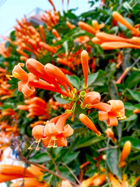 Orange Pyrostegia Venusta Flower Seeds – Heirloom, Non-GMO, High Germination Seeds