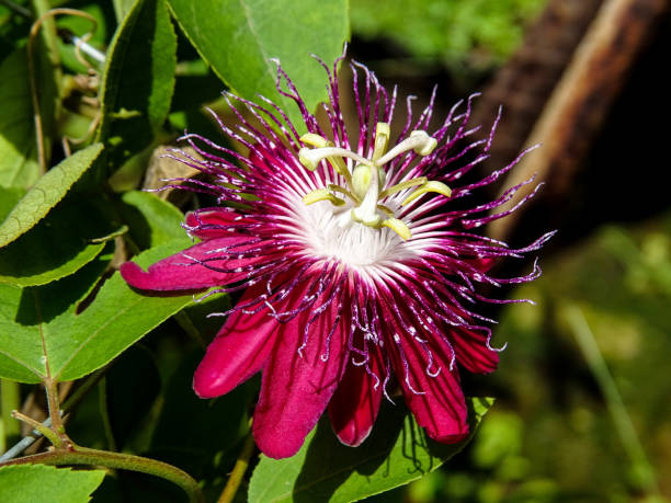 Passion Flower Seeds Red – Heirloom, Non-GMO, High Germination Seeds