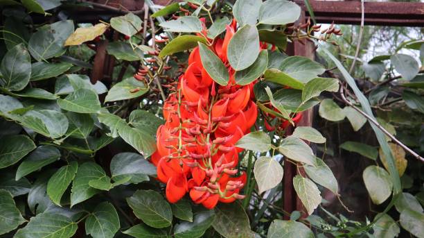 Orange Strongylodon Flower Seeds – Heirloom, Non-GMO, High Germination Seeds