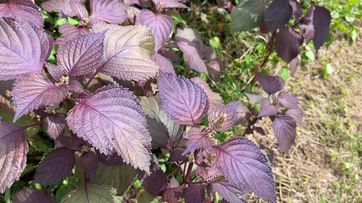 Purple Frutescens Perilla Seeds – Heirloom Non-GMO High Germination Organic Garden Seeds