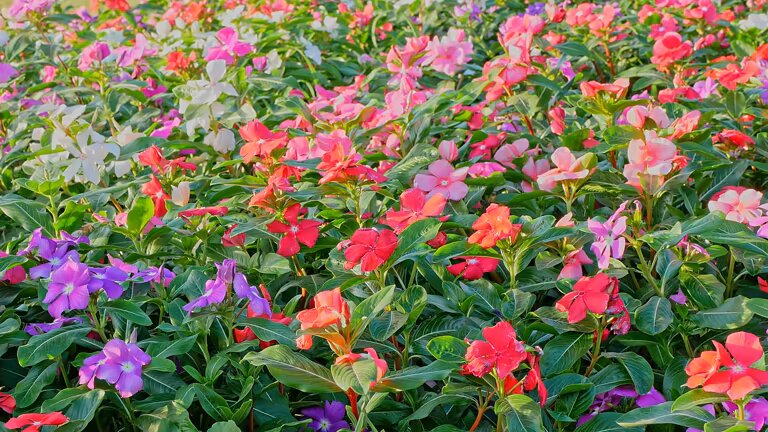 Mixed Balsam Flower Seeds – Heirloom, Non-GMO, High Germination Seeds