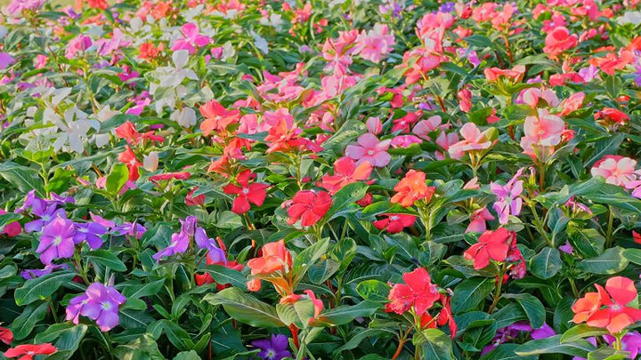 Mixed Balsam Flower Seeds – Heirloom, Non-GMO, High Germination Seeds