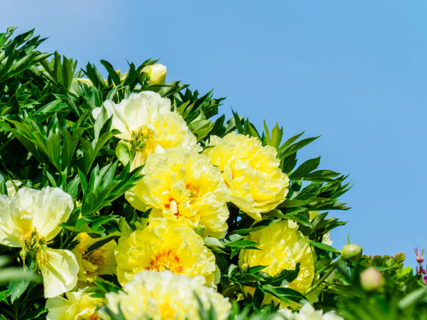 Peony Flower Seeds Yellow – Heirloom, Non-GMO, High Germination Seeds