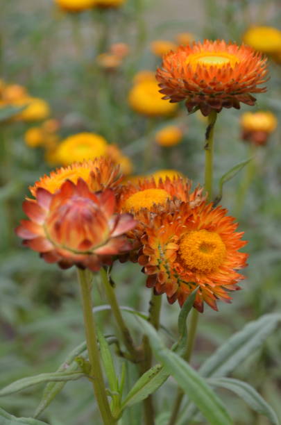 Semillas de siempreviva naranja para plantar – Variedad tradicional, sin OMG, semillas de jardín orgánicas de alta germinación