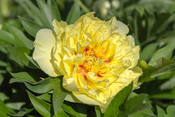 Peony Flower Seeds Yellow – Heirloom, Non-GMO, High Germination Seeds