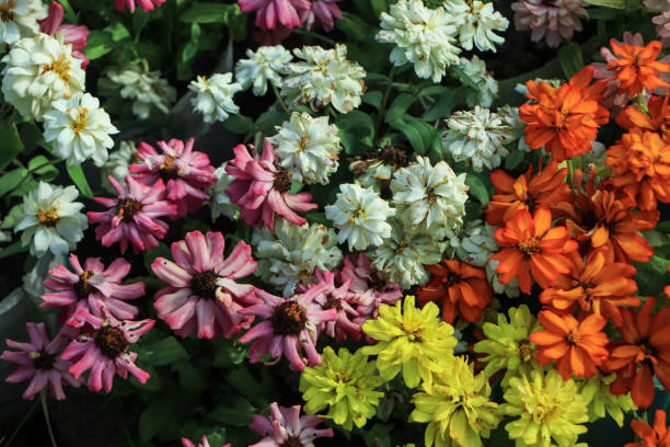 Mixed Zinnia Flower Seeds – Heirloom Non-GMO High Germination Seeds