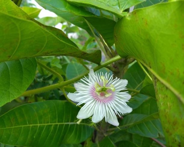 Passiflora Aurantia Flower Seeds White – Heirloom, Non-GMO, High Germination Seeds